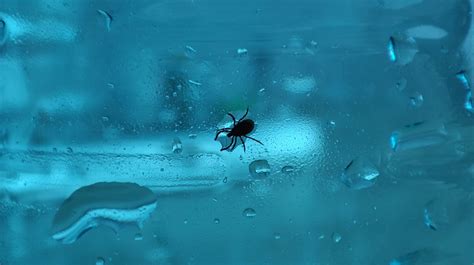 Стало известно, какие районы Перми обработаны от клещей — В курсе.ру