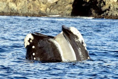 Southern Right Whale – "OCEAN TREASURES" Memorial Library