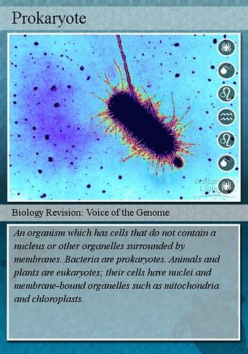 Prokaryote | Created with fd's Flickr Toys. | Biology Flashcards | Flickr