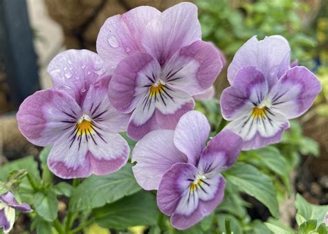 Violas – Sunnyvale-Garden
