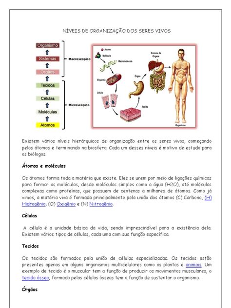 Cite Os Níveis De Organização Dos Seres Vivos