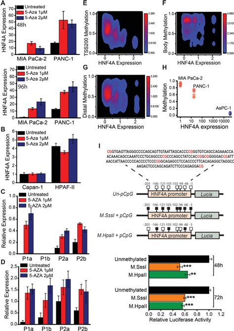 Promoter Methylation Leads To Hepatocyte Nuclear Factor 4a Loss And