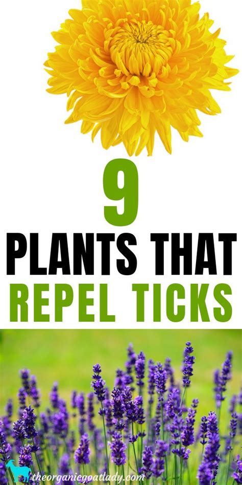 9 Plants That Repel Ticks Artofit