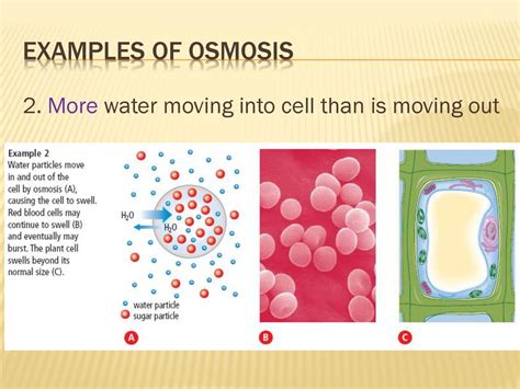 Osmosis Examples