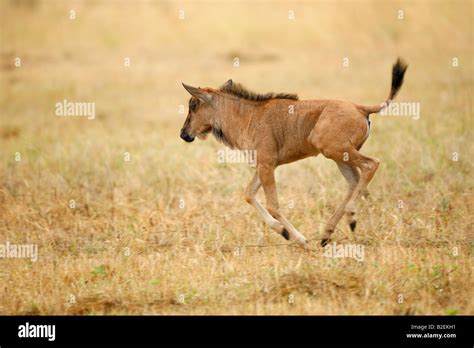 Blue Wildebeest With Calf Hi Res Stock Photography And Images Alamy