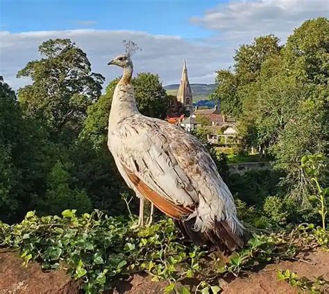 Peahen vs Peacock: Welcome To The Family Squabble! - Bird Guidance