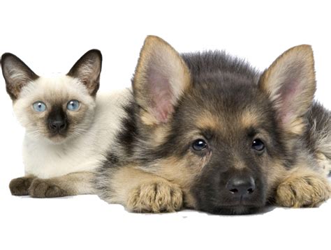 chiens et chats