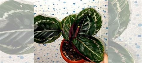 Калатеи купить в Челябинске | Товары для дома и дачи | Авито