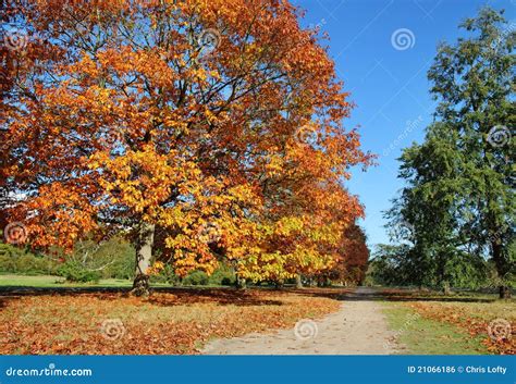 Oak Tree In Autumn