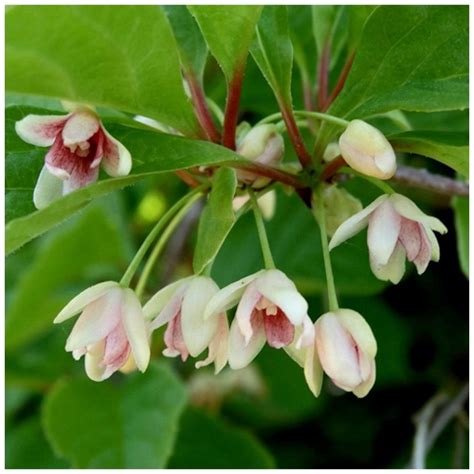 Лимонник китайский (шизандра). Легенды, мифы, символизм, описание ...