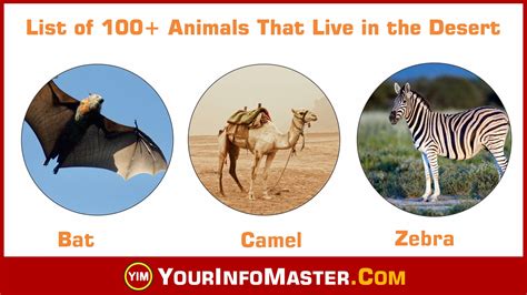 Dessert Animals List Of 100 Animals That Live In The Desert Your