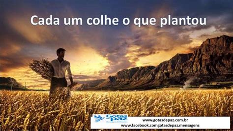 Cada Um Colhe O Que Planta - Cada um colhe o que plantou - Gotas de PazGotas de Paz