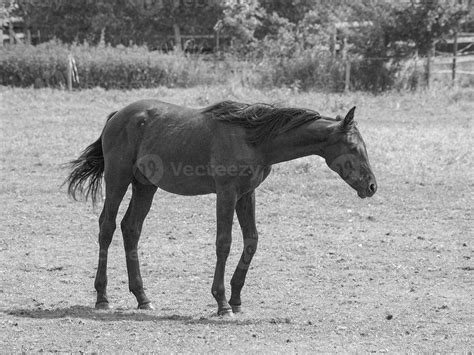 Horses On A Medow In Westphalia 33305940 Stock Photo At Vecteezy