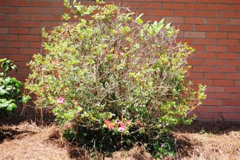 How To Prune Azaleas Give Old Plants New Life The Kitchen Garten