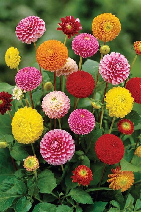 stunning  dahlia garden flower ideas httpsgardenmagzcom dahlia
