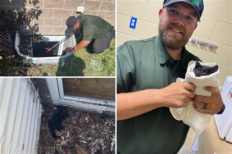 laramie animal shelter 6