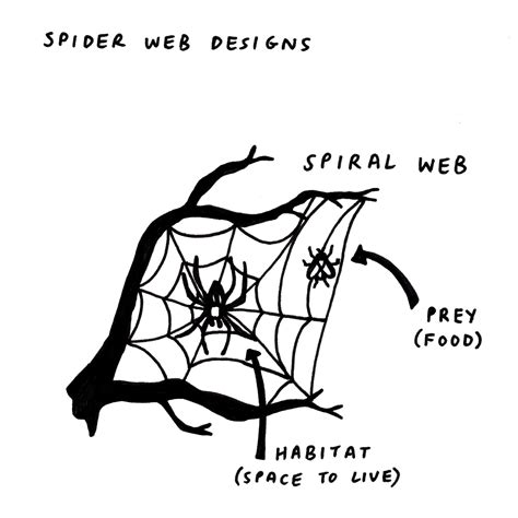 Why do spiders make webs? - stemeez