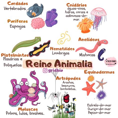 Mapas Mentais Sobre Animais Invertebrados Study Maps Porn Sex Picture