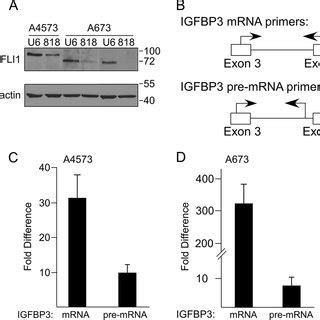 Ews Fli Knockdown Derepresses Igfbp To A Greater Extent At Mrna Level