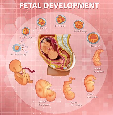 Human Embryonic Development Or Human Embryogenesis From Zygote To