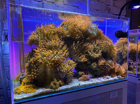 Комплект морских аквариумов