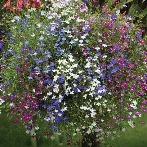 Lobelia Plant Care Guide and Varieties | Annual plants, Plants, Flower ...