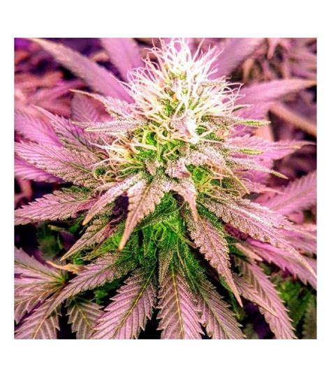Sex Wax Holy Smoke Seeds Feminized Seeds Up To 30 Off