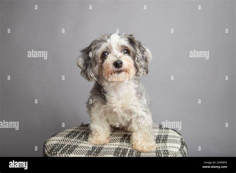 Portrait Of A Grey And White Maltipoo Sitting On A Stool Against A Grey
