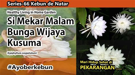 Si Mekar Malam Bunga Wijaya Kusuma Epiphyllum Oxypetalum Youtube