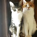 Jpn Milfs Free Cowgirl Japanese Porn Video B Xhamster