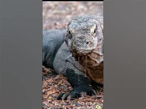 komodo dragons, the great smell detectors #youtubeshorts #shortvideo #