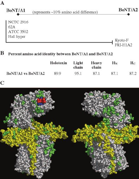 Analysis Of Bont B Gene Sequences Phylogenetic Tree Of Bont B Genes