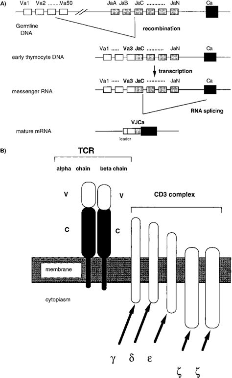 Cartoon Showing Rearrangement Of Tcr Genes A And Structure Of Mature