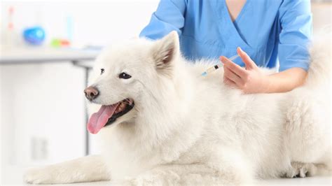 Mascotas Qu Es La Vacuna Polivalente Para Los Perros Y Por Qu