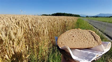 Unser T Gliches Brot Gib Uns Heute Wird Das Getreide F R Brot Reichen