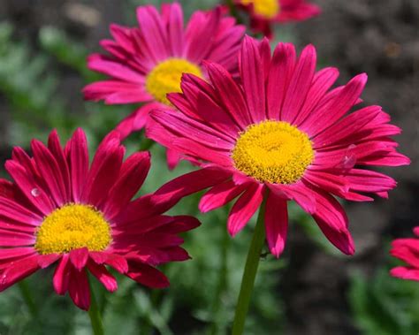 Пиретрум цветок (53 фото) » НА ДАЧЕ ФОТО