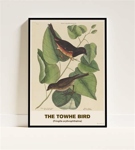 Mark Catesby The Towhe Bird Poster Bird Print Animal Wall Etsy