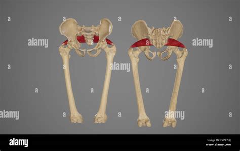 Vue antérieure et postérieure du muscle Piriformis Photo Stock Alamy