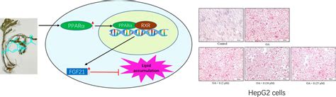 Frontiers Dehydrovomifoliol Alleviates Oleic Acid Induced Lipid