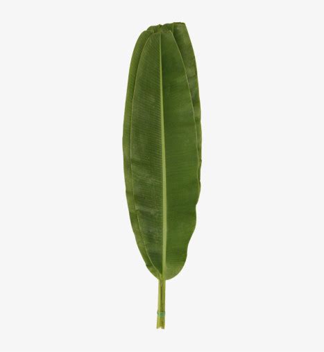 buy fresh cut banana leaves  tropical decor  culinary