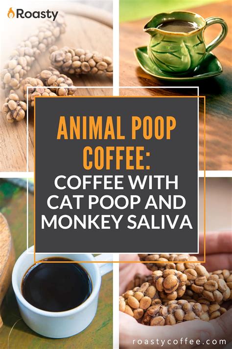 Poop Coffee The Lowdown On This Unusual Phenomenon