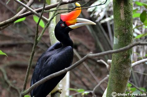 Lok Kawi Wildlife Park A View Into Borneos Astounding Diversity