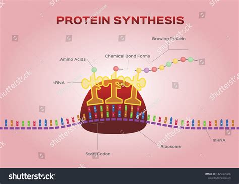 Protein Synthesis Vector Ribosome Assemble Protein Stock Vector