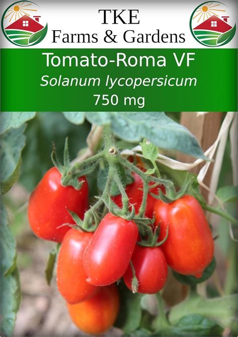 Amazon Tke Farms Gardens Roma Vf Tomato Seeds For Planting