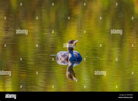 Double Crested Cormorant In The Water Stock Photo Alamy
