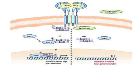 Schematic Representation Treatment Of Tgf β1 Aggravated The Signaling Download Scientific