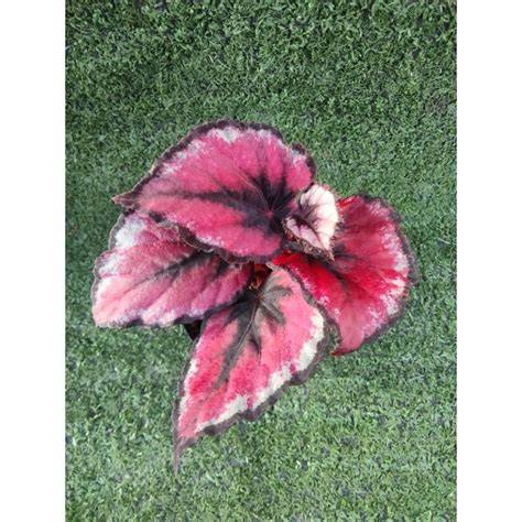 ต้นบีโกเนีย' Red kiss ' [ Begonia Red Kiss ] ไม้ในกระถาง3" | Shopee ...