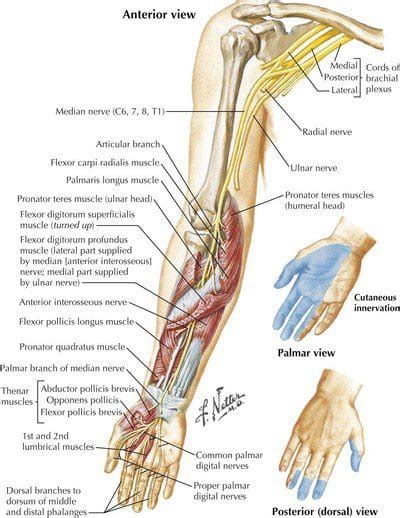 Understanding All Types Of Polyneuropathies | Part 1 - Integrative Wellness Podcast | El Paso, Texas