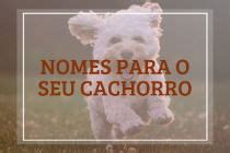 Nomes Bíblicos Para Cachorro - 23 nomes bíblicos para cachorro repletos de fé - Dicionário de Nomes ...