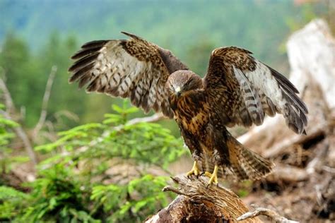 How Much Weight Can A Hawk Carry What You Need To Know